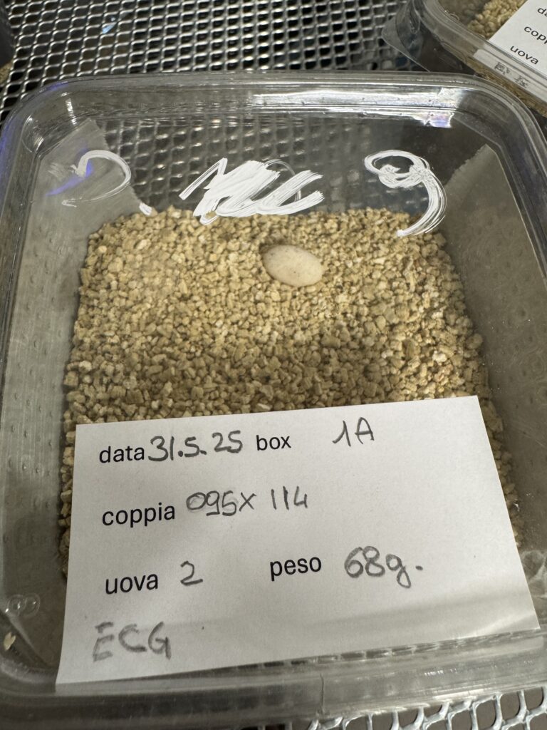 scatolette-uova-lucertola-delle-eolia