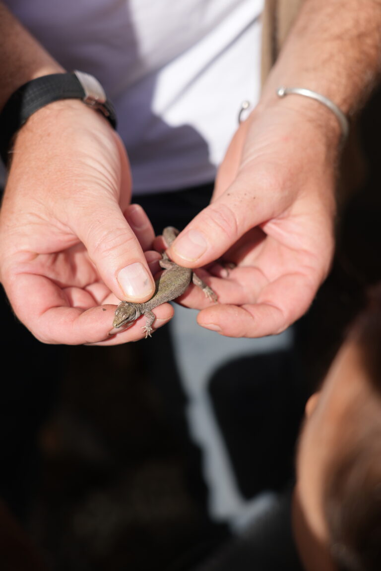 Lucertola delle Eolie