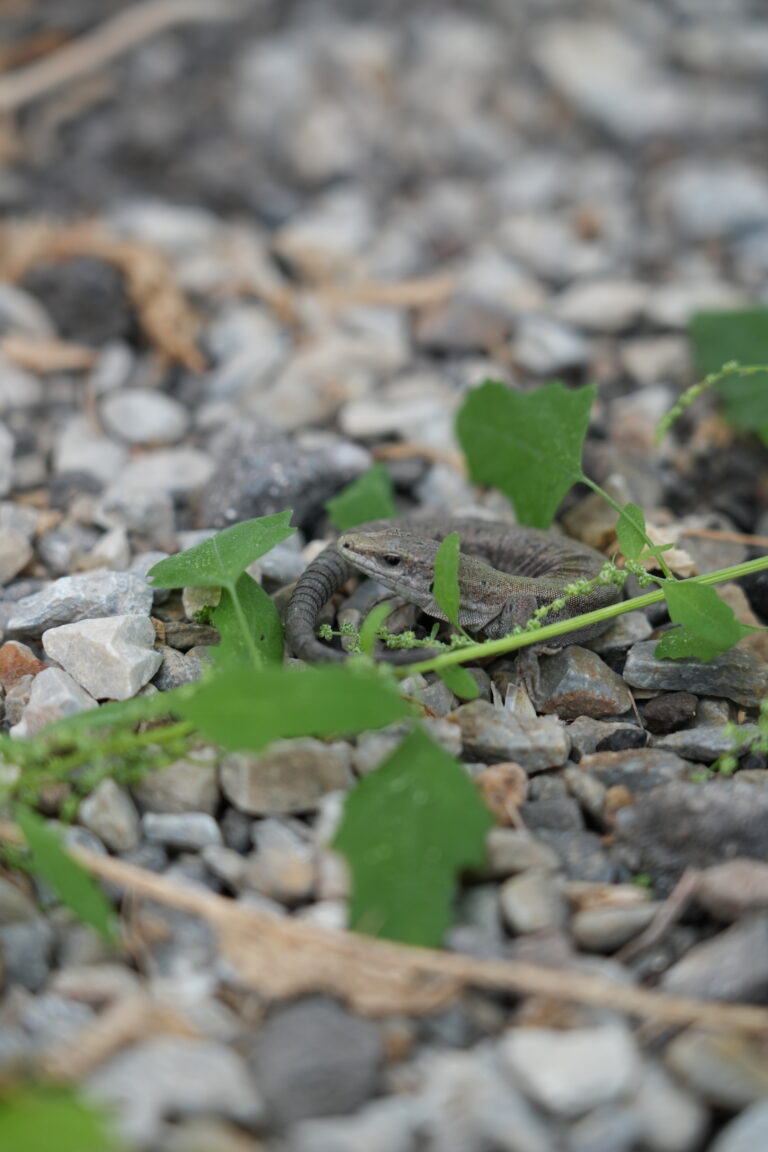 Lucertola delle Eolie da vicino