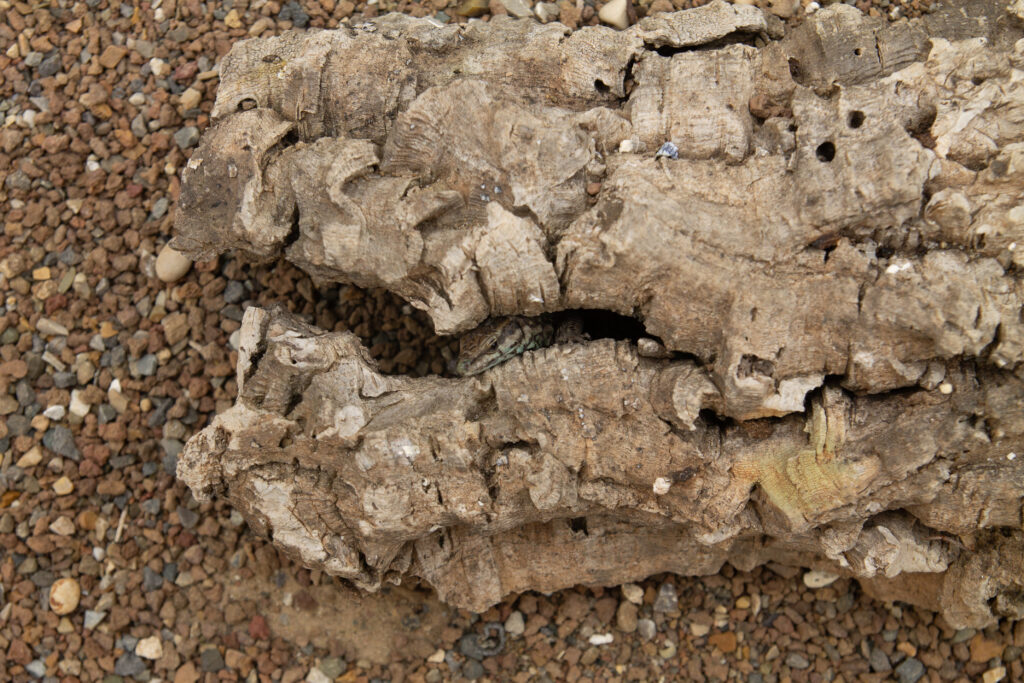 lucertola-nel-recinto