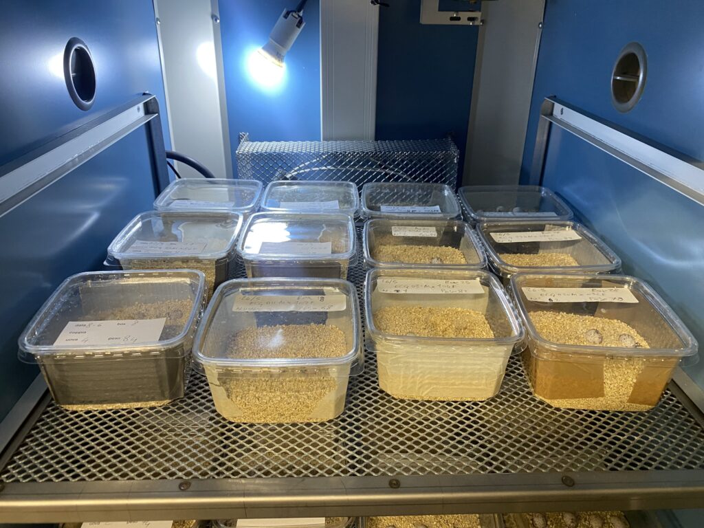 uova-in-incubatrice