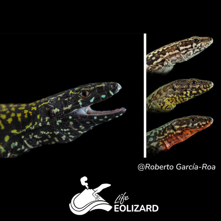 podarcis-muralis-credit-Roberto García-Roa