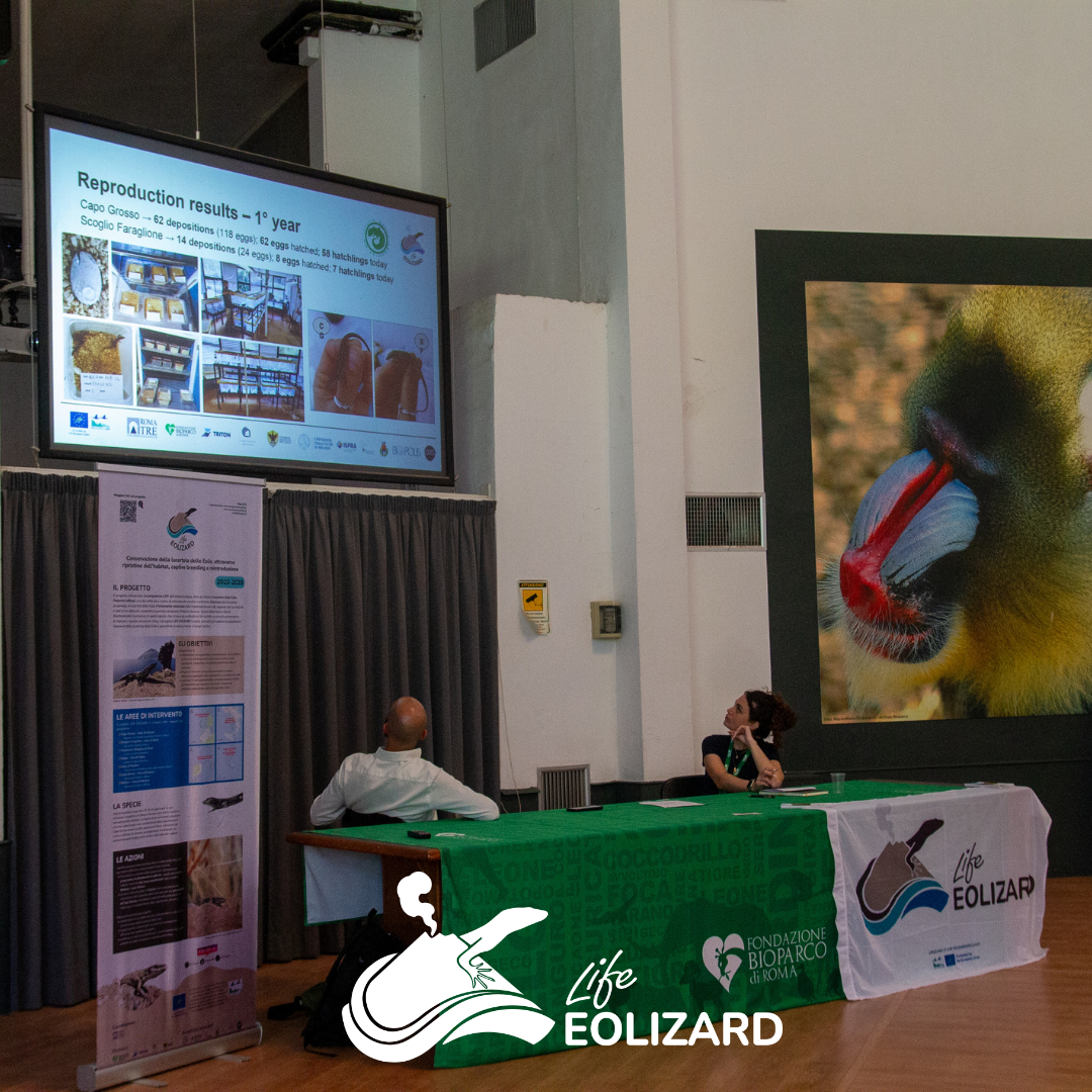Primo workshop LIFE EOLIZARD - Vignoli