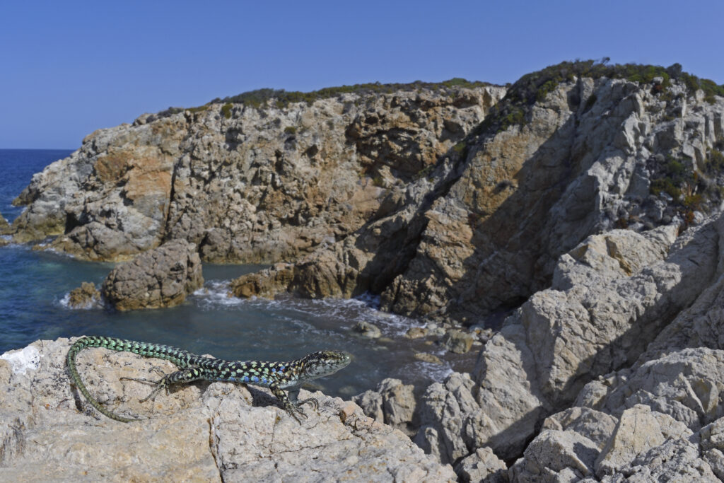 menzione-speciale-nicola-destefano-tirrenica