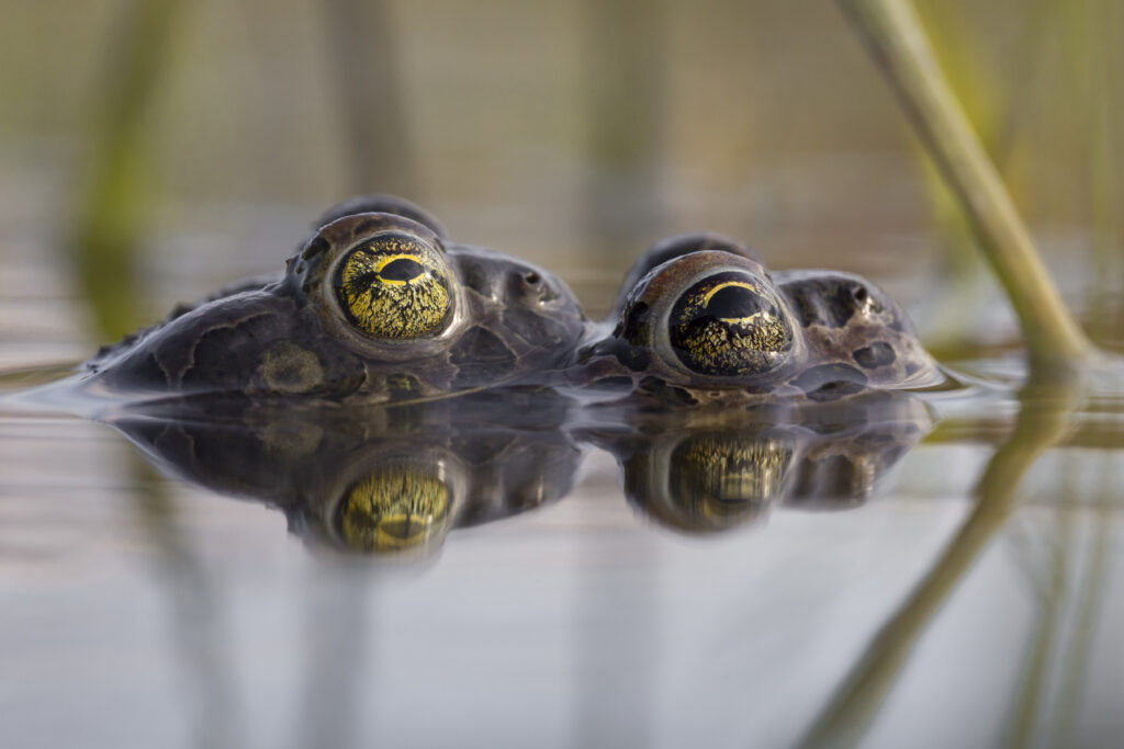 primo-posto-fabio-savini-tra-i-due-mondi