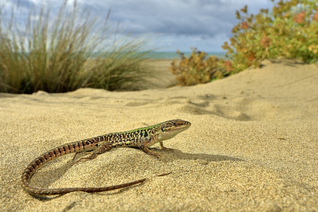 secondo-posto-vittorio-ricci-podarcis-siculus