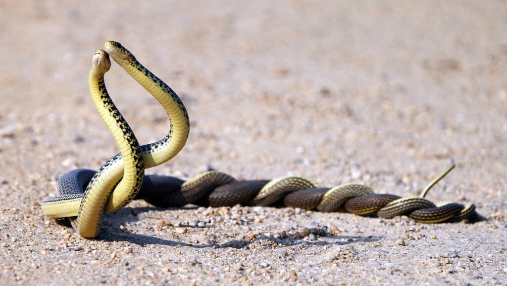 terzo-posto-giancarlo-gabrielli-biacchi-di-cabras